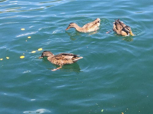 ducks